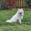 Benji of MD