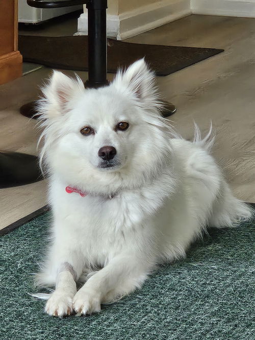 Daisy of MD