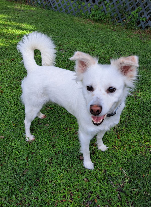 Luna of Central FL