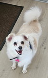 Dolly of PA