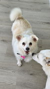Dolly of PA