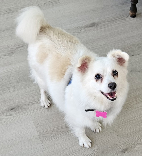 Dolly of PA
