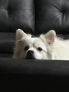 Casper of FL (aka Ghost)