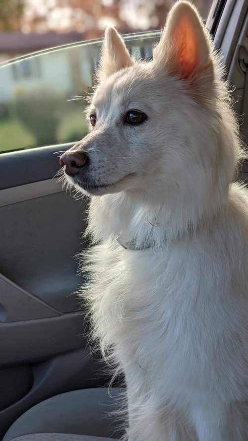 Kiba of Forest VA