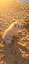 Kiba of Forest VA