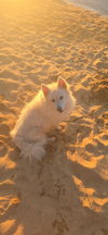 Kiba of Forest VA