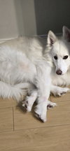 Kiba of Forest VA