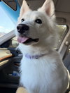 Princess of Lake City Fl