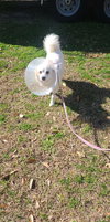 Daisy of Central FL