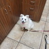 Daisy of Central FL