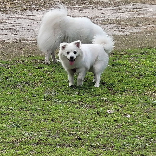 Daisy of Central FL
