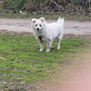 Daisy of Central FL