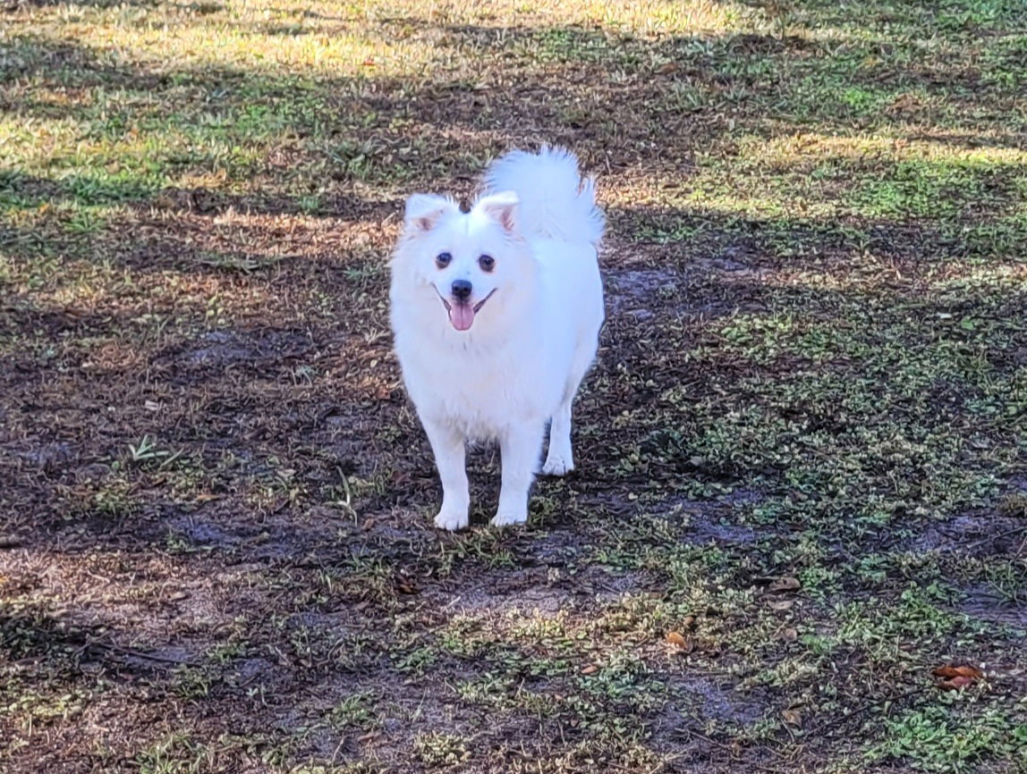 Daisy of Central FL