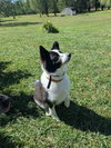 Max of Clarence NY