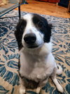 Max of Clarence NY