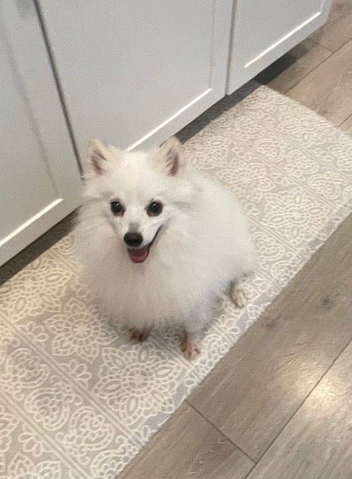 Snowy of Crozet Va, an adoptable American Eskimo Dog in Pikesville, MD