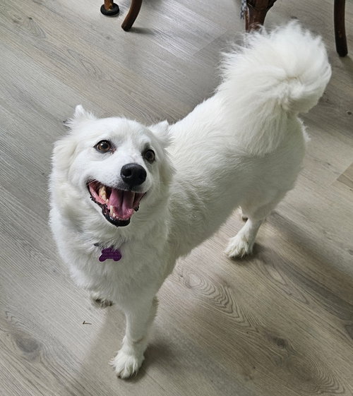 Bonnie of MD, an adoptable American Eskimo Dog in Pikesville, MD