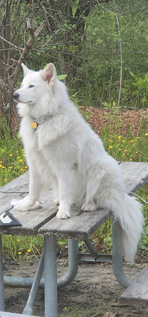 Kodiak of  Apalachin NY
