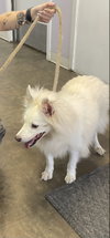 Snowie of Crestview Fl