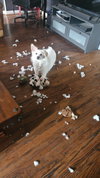 Rocco of Cresent, PA