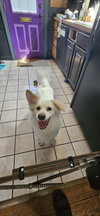 Rocco of Cresent, PA