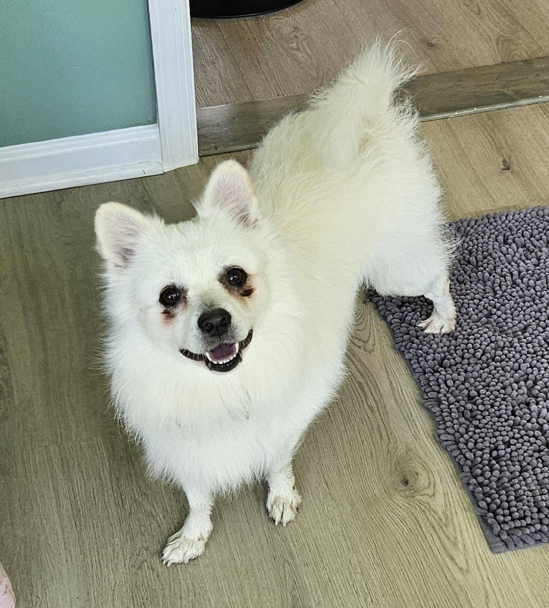 Ollie of MD, dog