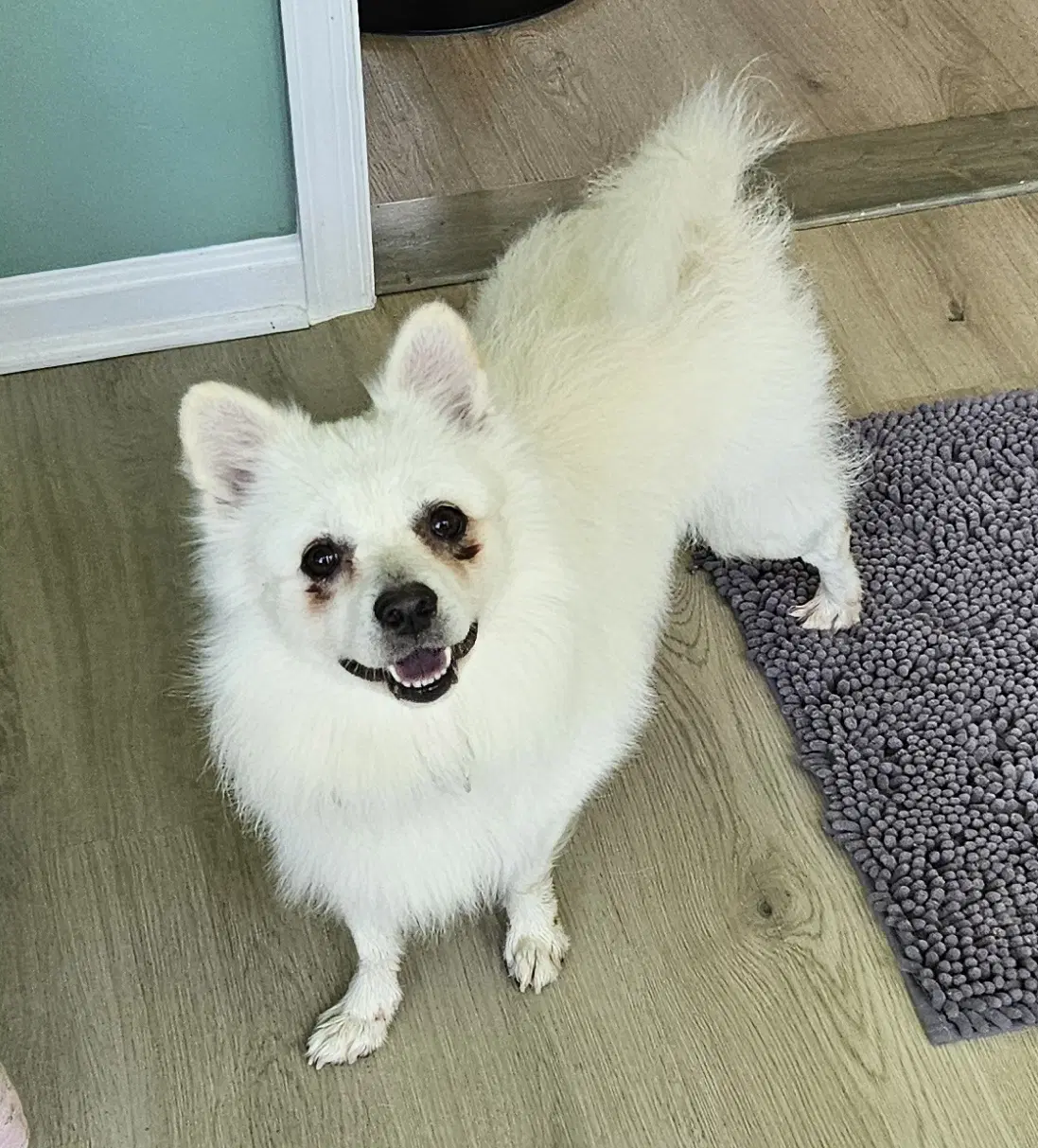Ollie Of Md - American Eskimo Dog
