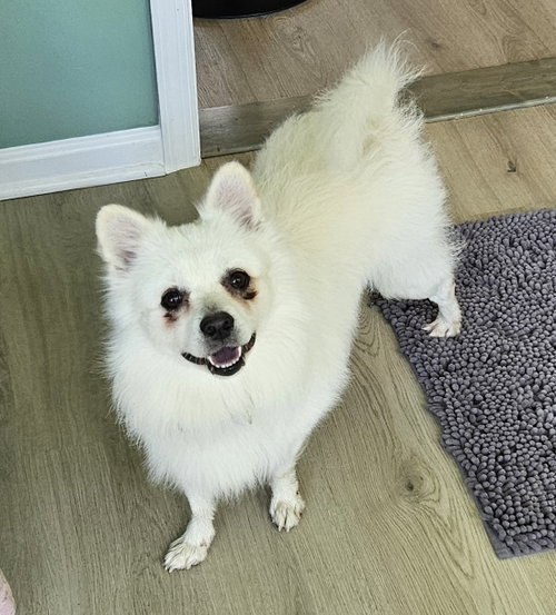 Ollie of MD