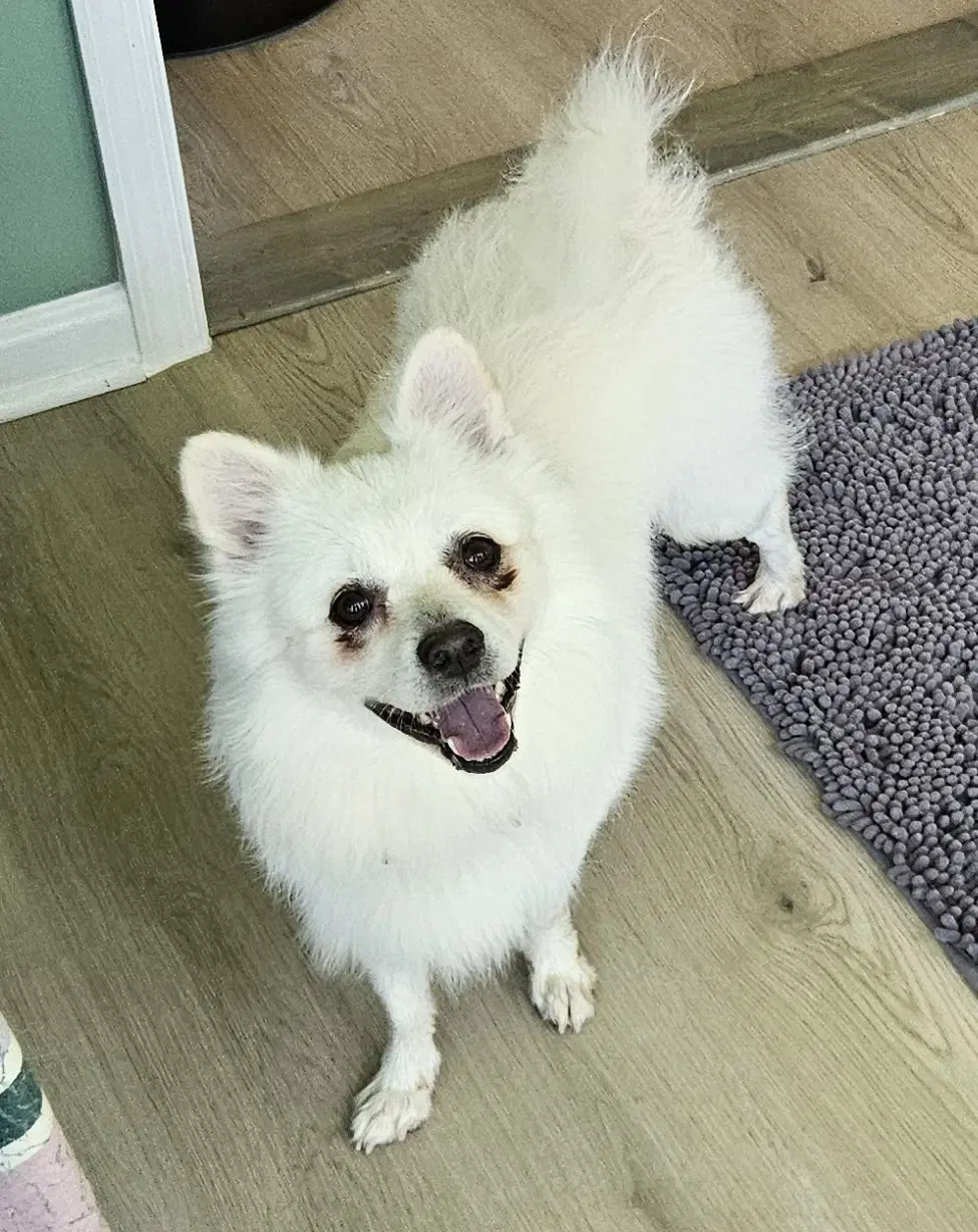 Ollie Of Md image 2