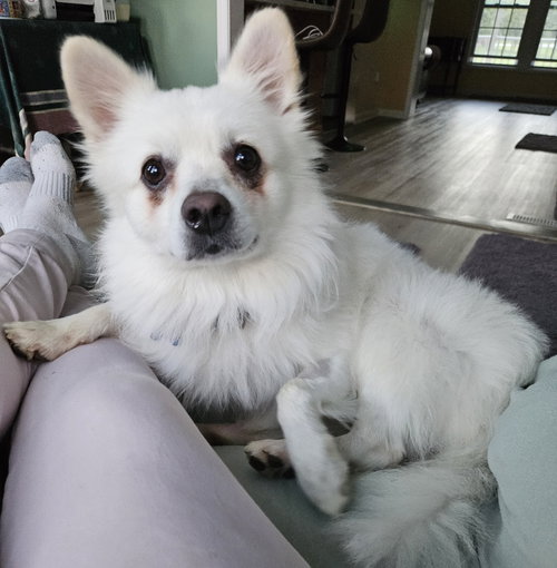 picture of the dog needing adoption