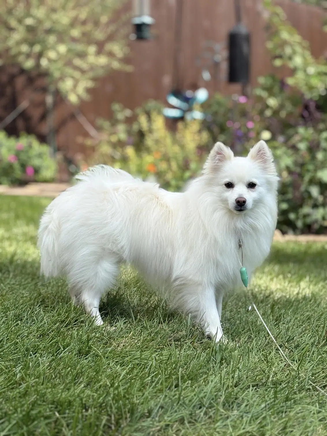 Myia Of Bolingbrook - American Eskimo Dog
