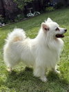 Meika of Bolingbrook IL