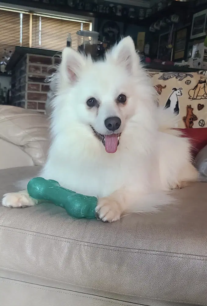 Meika Of Bolingbrook Il - American Eskimo Dog