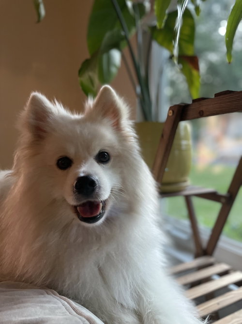Rogue of Kyle TX, a dog for adoption from Eskie Rescuers United, American Eskimo Dog Rescue, Inc.