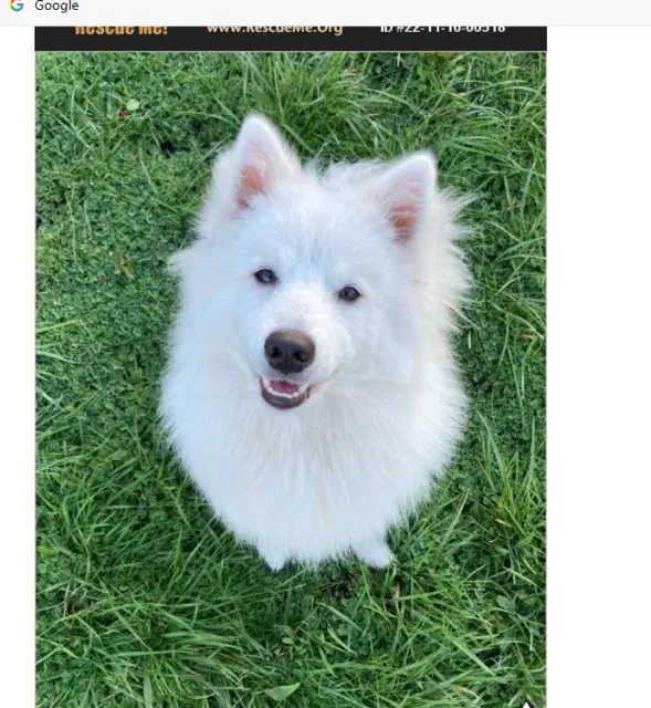 Mishka Of Alpharetta Ga image 1