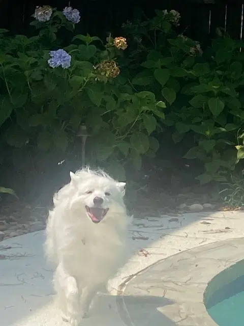 Mishka Of Alpharetta Ga image 3