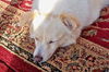 Lucy of GA