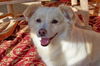 Lucy of GA