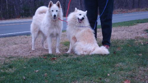 Cirrus & Nikita in NH