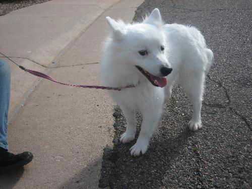 Stella in CO