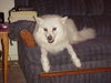 Shena
