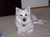 Lucy in Pa