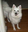 Sitka