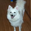 Sitka
