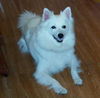 Sitka