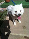 Tribble in CO