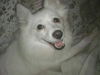 Lila Rose of PA