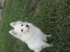 Lila Rose of PA