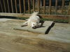 Lila Rose of PA