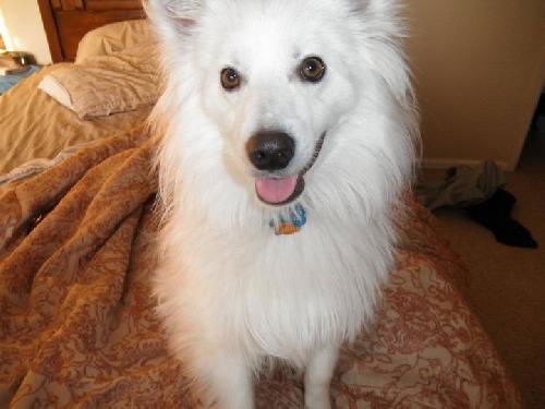 Axel in CO